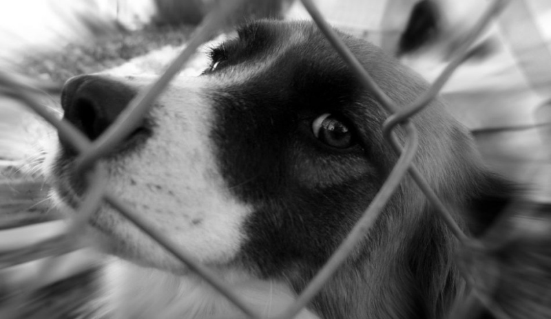 Pes za plotem
