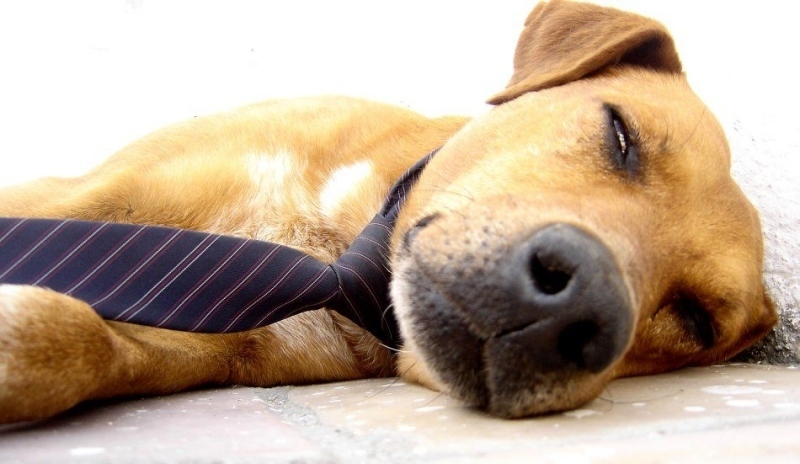 Ležící pes, kravata