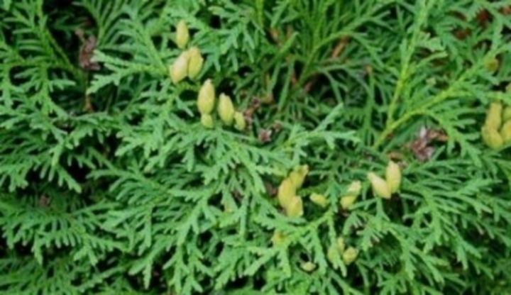 Thuja