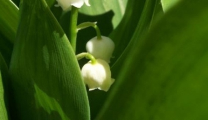 Konvalinka, rostlina