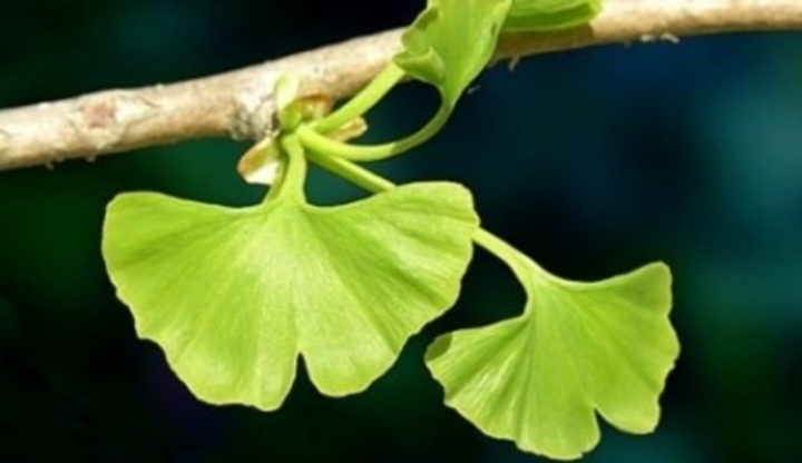 Ginkgo biloba