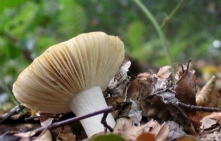 Pozor na jedovaté houby 