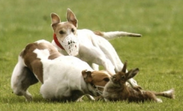 Coursing 