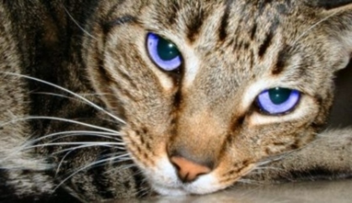 Kočka, modré oči