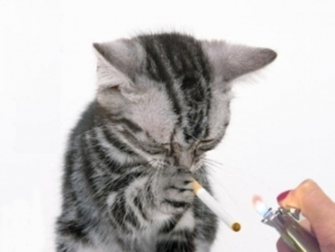 Kočka s cigaretou v čumáku