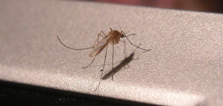 komár - otravný a odolný hmyz