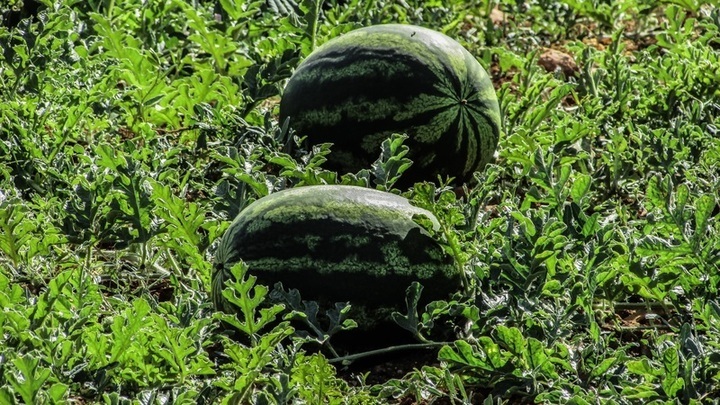 Chcete si vypěstovat vodní meloun?