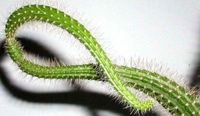 Aporocactus flageliformis.