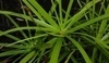 Cyperus alternatifolius.